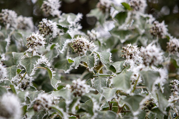 Gros plan de feuilles et de fruits de lierre, recouvert de givre dans une forêt. Scène hivernale de forêt hivernale avec des branches et des feuilles givrées.