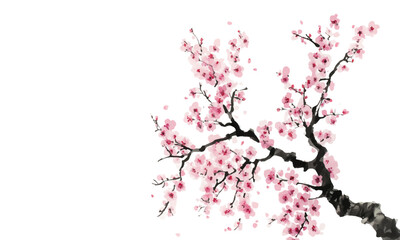 Cherry blossom tree, pink flowers on a white background