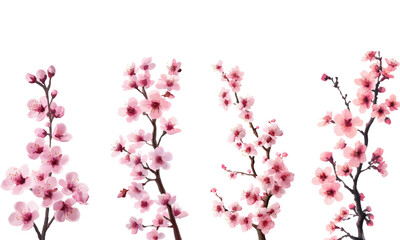 Cherry blossom tree, pink flowers on a white background
