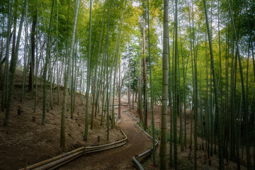 奥へと続く竹林と細道
