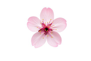 Obraz premium delicate pink cherry blossom with intricate petals and vibrant center is isolated on transparency background, showcasing its natural beauty and elegance