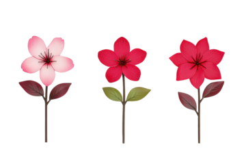 Three stylized flowers with pink and red petals and green leaves on stems, isolated on transparency background. flowers are arranged in row, showcasing different shades and petal designs