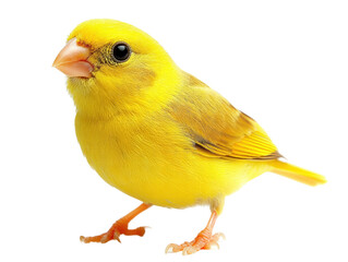 vibrant yellow bird with round body and bright eyes, perched gracefully