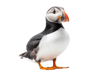 colorful puffin standing proudly with vibrant beak and striking features