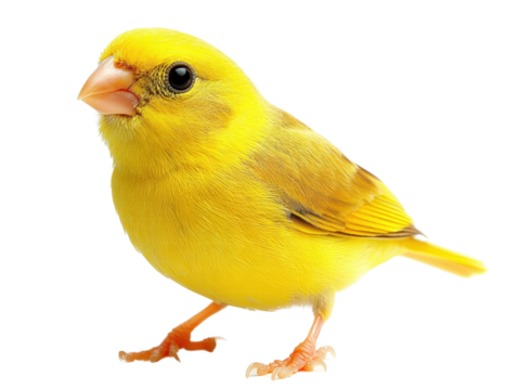 vibrant yellow bird with round body and bright eyes, perched gracefully