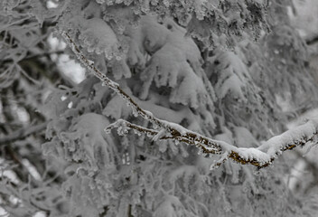forêt enneigée