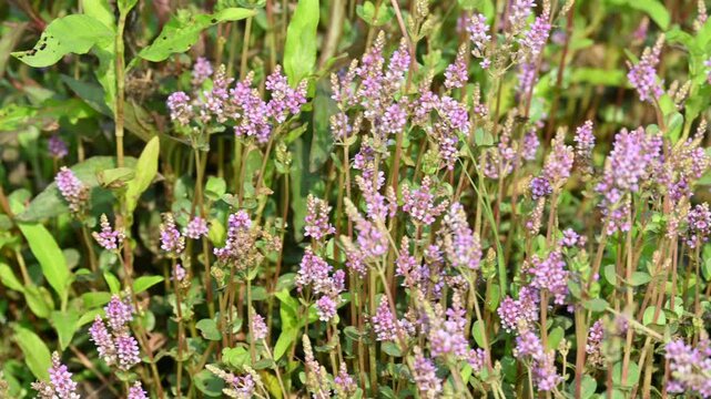 Dwarf rotala or Rotala rotundifolia flowers. It is an aquatic plant that has plenty of ornamental appeal to aquarium plant enthusiasts since it is one of the easiest to grow of the Rotala genus.
