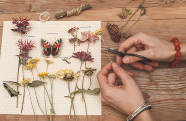 Girl making herbarium. Dried herbs and dried flowers for making herbarium. Charming dried flowers (monarda, chrysanthemums, yarrow) with embroidered butterfly, labeled in Russian.