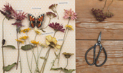 Charming dried flowers (monarda, chrysanthemums, yarrow) with embroidered butterfly, labeled in Russian. Process of making herbarium. Dried herbs and dried flowers for making herbarium.
