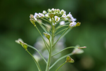 shepherd's purse