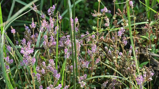 Dwarf rotala or Rotala rotundifolia flowers. It is an aquatic plant that has plenty of ornamental appeal to aquarium plant enthusiasts since it is one of the easiest to grow of the Rotala genus.
