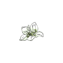 Buckwheat white flower sketch, hand drawn blossom plant, blooming essential herb, floral botanical vector illustration