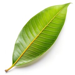 Fototapeta premium green leaf isolated on white