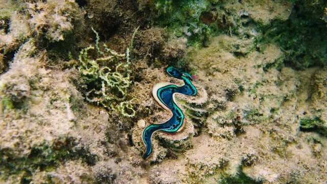 Giant Clam, Tridacna gigas, Red sea, Egypt