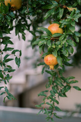 Pomegranates beginning to turn red hang on green tree branches