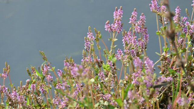 Dwarf rotala or Rotala rotundifolia flowers. It is an aquatic plant that has plenty of ornamental appeal to aquarium plant enthusiasts since it is one of the easiest to grow of the Rotala genus.
