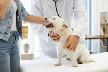 Veterinarian conducting checkup on white terrier dog in clinic with young adult female owner. Scene reflects care and professionalism during pet health examination.