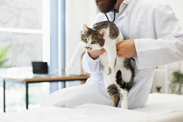Veterinary doctor holding domestic cat, conducting checkup, medical examination in professional clinic