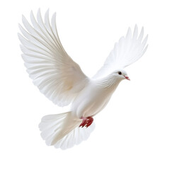 Bird soaring gracefully in a bright open space on a transparent background, cut out