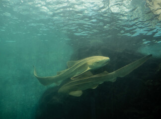 arge predatory fish close-up on a green background