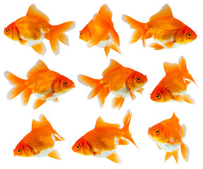 Oranda goldfish set isolated on white background close up