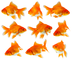 Oranda goldfish set isolated on white background close up