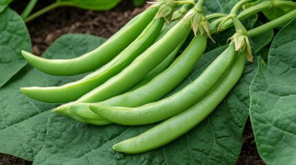 Obraz premium Fresh Green Bean Pods Growing on Vine, Close Up of Organic Produce, Ready for Harvest