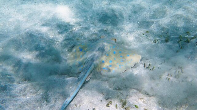 Bluespotted ribbontail ray (blue spotted fantail stingray) swimming in Red sea, Egypt