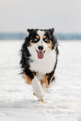 Miniature American Shepherd Running Across Frozen Lake in Winter