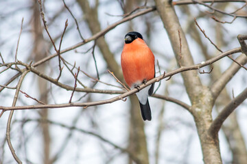 A bright bullfinch bird (male) sits on a tree branch.