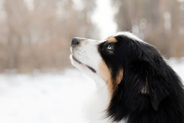 Miniature Australian Shepherd Profile Portrait in Winter