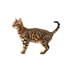 Obraz premium bengal cat isolated on transparent background. bengal cat png