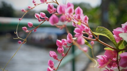 Pink flowers on the background of the river and a boat. Selective focus.
Pink Bush is a flowering plant of the family Polygonaceae.