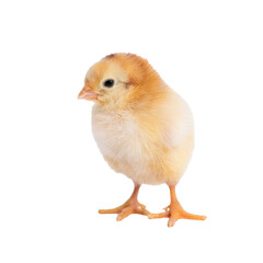 Obraz premium Cute Yellow Chick on White Background