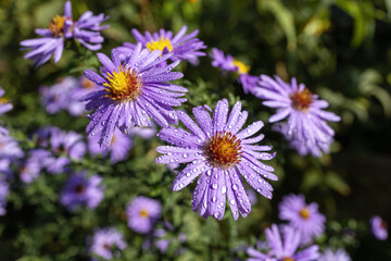 Obraz premium Water drops on purple asters blooming in a park. Symphyotrichum dumosum