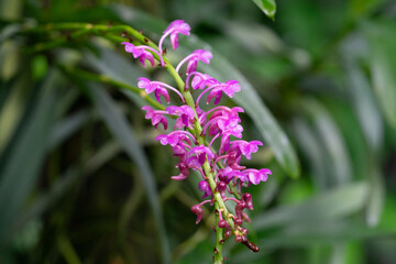 Beautiful close-up of delicate orchid flowers in full bloom, showcasing their vibrant colors and intricate petal details.