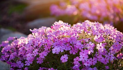 Obraz premium Moss phlox plant blooming in the garden ( Moss-pink, Mountain phlox)- 67728