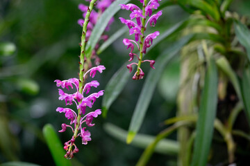 Beautiful close-up of delicate orchid flowers in full bloom, showcasing their vibrant colors and intricate petal details.