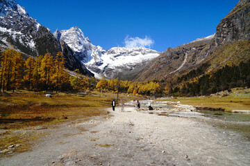 Landscape Bipenggou Valley - Yanziyanwo view point of  Yellow Tree and stream  with Snow Mountain  in Mount Bipenggou National Park in Xiaojin Sichuan Province China - Stable Footage Autumn - footage 