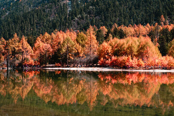 Landscape Bipenggou Valley - Most Beautiful Panyang Lake or Argali Lake and Yellow Tree with Snow Mountain  in Mount Bipenggou National Park in Xiaojin Sichuan Province China -