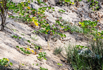 beautiful painted lapwing hunting on a sunny day in Thailand