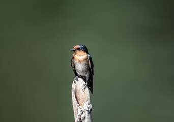 Great White Egret Hunting on a Lake on a Sunny Day in Thailand
