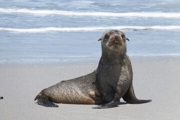 seal on the beach
