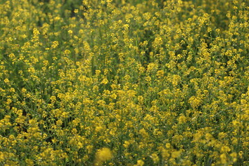 Obraz premium field of charlock mustard or wild mustard (Rhamphospermum arvense) 