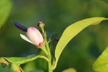 lemon blooms on the tree in spring