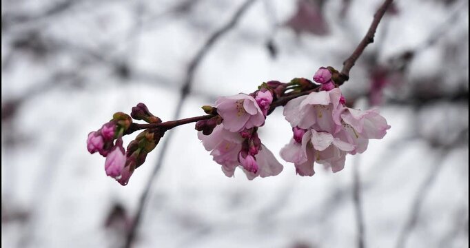 Spring landscape with cherry blossom trees