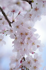 日本の桜の花
