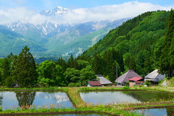 初夏の青鬼地区。白馬、長野、日本。5月下旬。