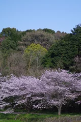 Selbstklebende Fototapeten 日本の桜の風景 © RAMON