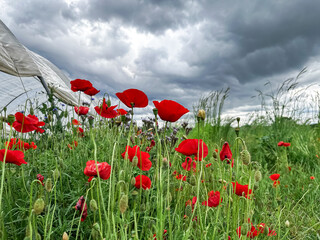 Beautiful field of red flowers is spread out across the landscape, with a cloudy sky in the...